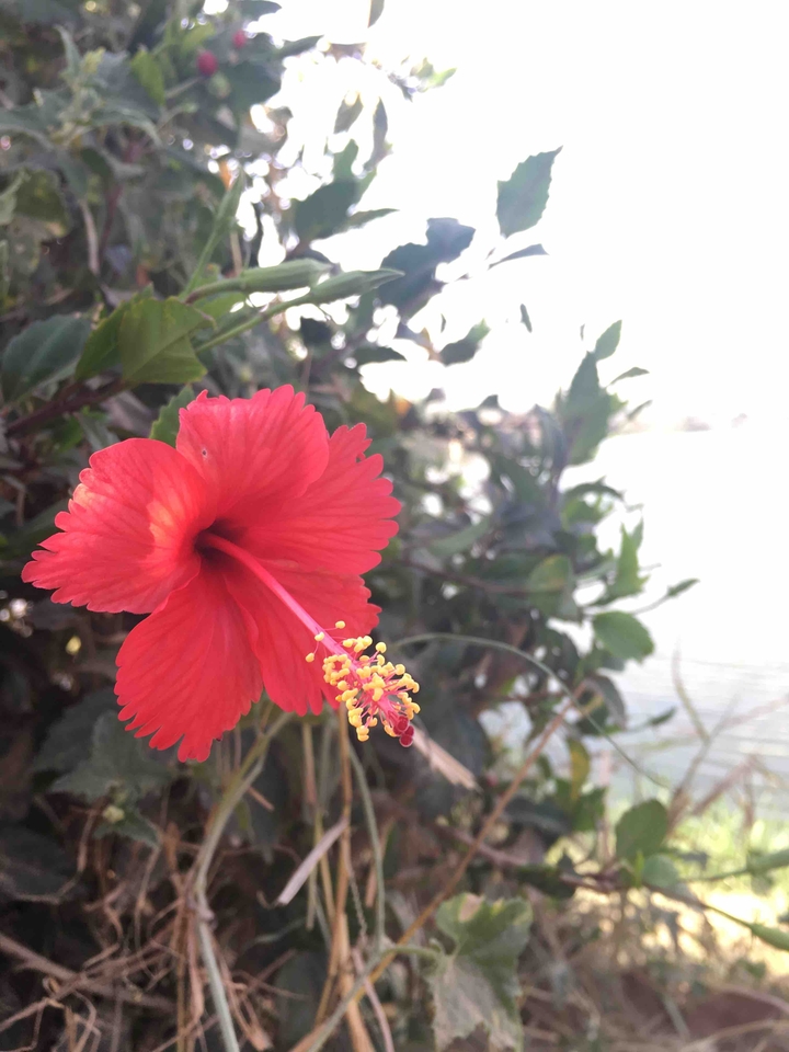 hibiscus