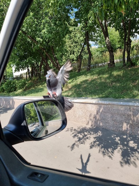 Dove, On वॉलपेपर