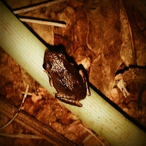 Frog