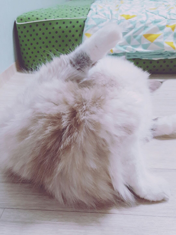 고양이 뒤태