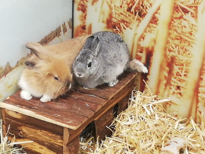 rabbits