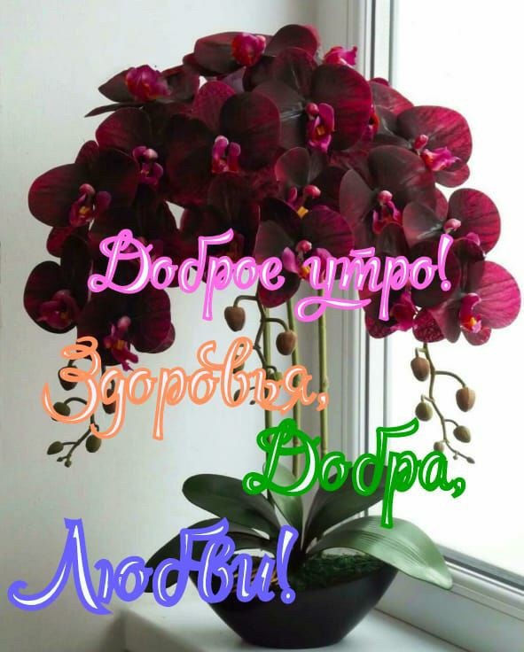 доброе утро