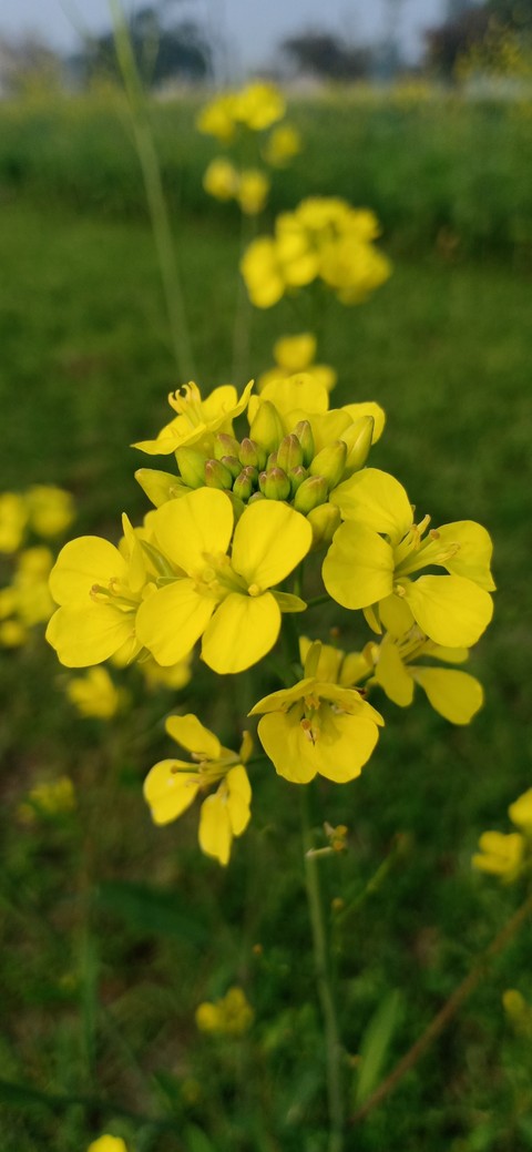 FLOWER 7