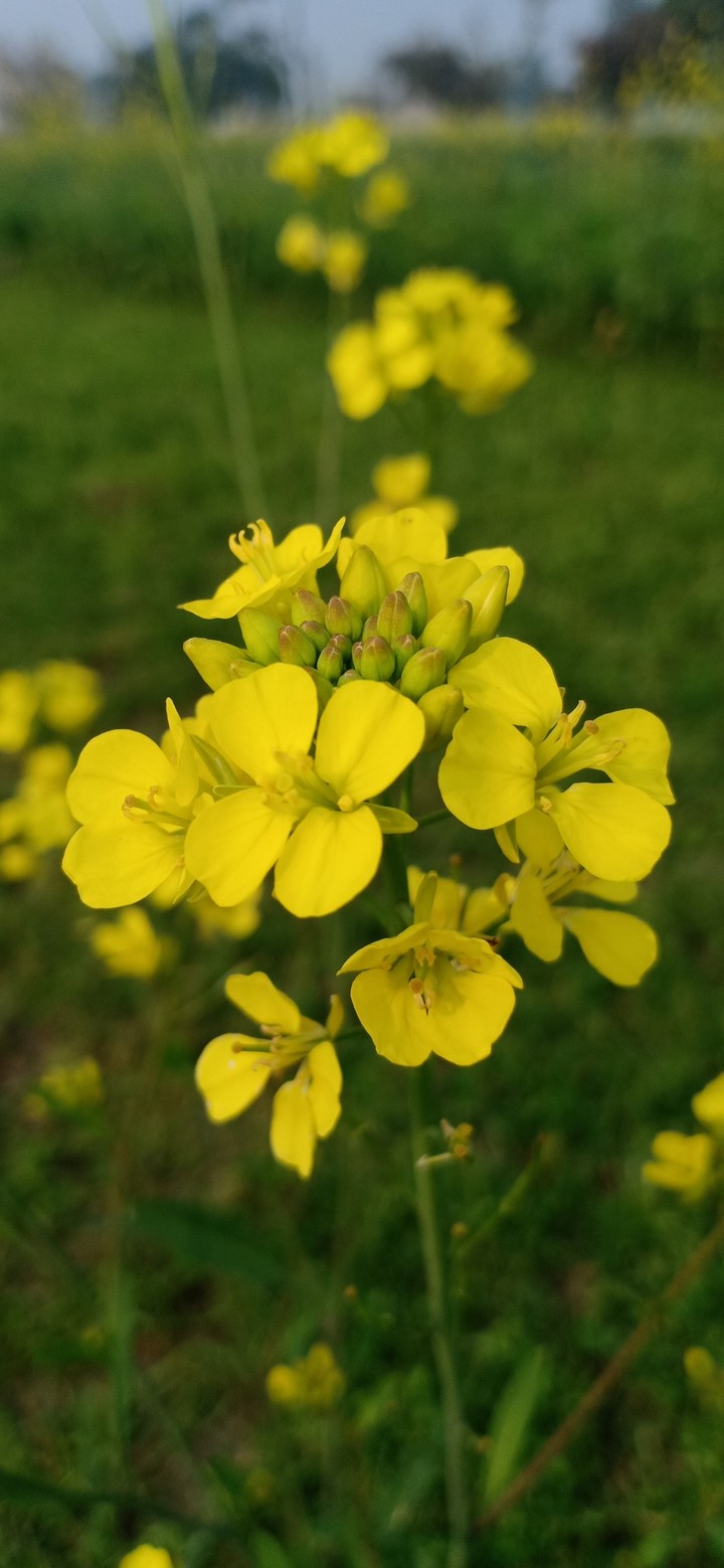 FLOWER 7