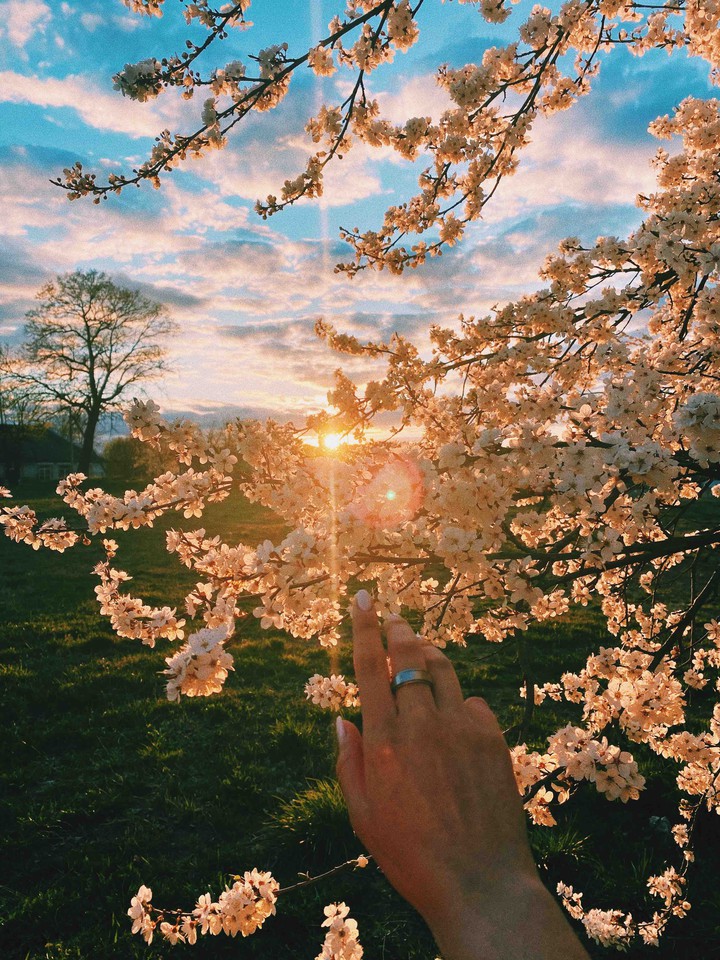 Spring flowers