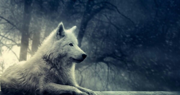 wolf