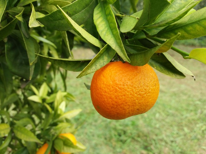 Arancio