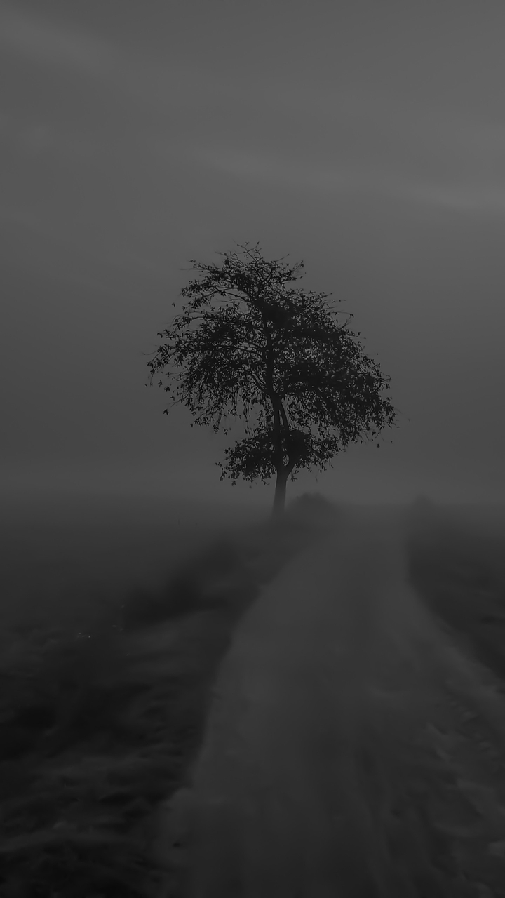 foggy morning