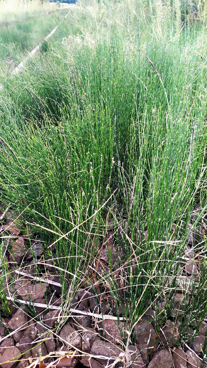 Zsurló/Horsetail