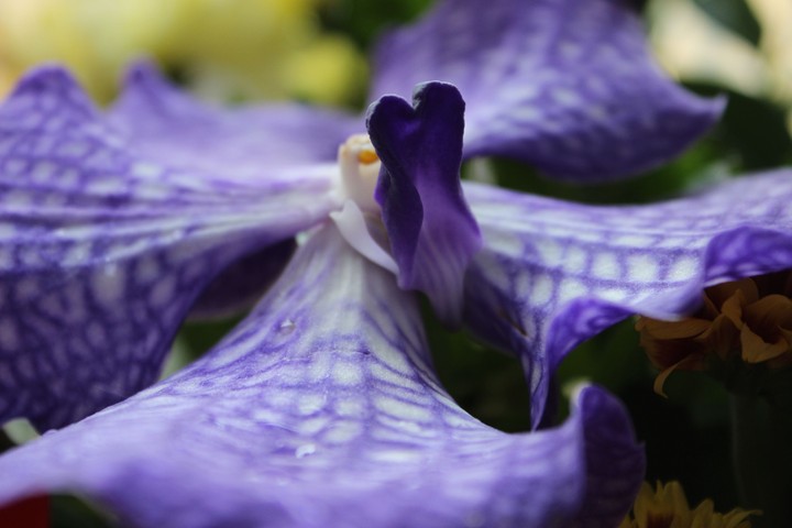 Orchid