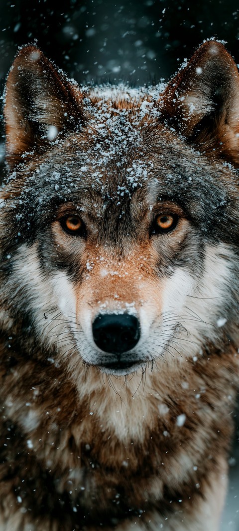 wolf, canidae háttérképek