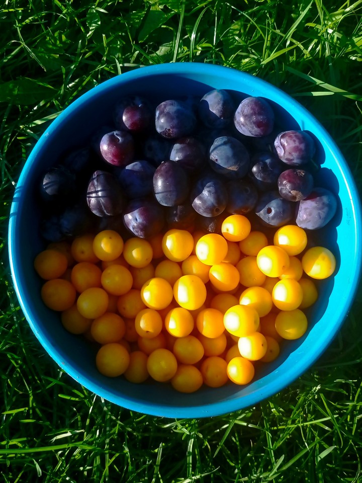 plums