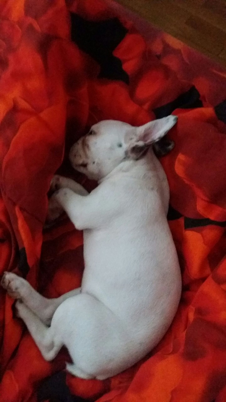 Lovely Frenchie