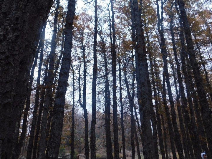 forest