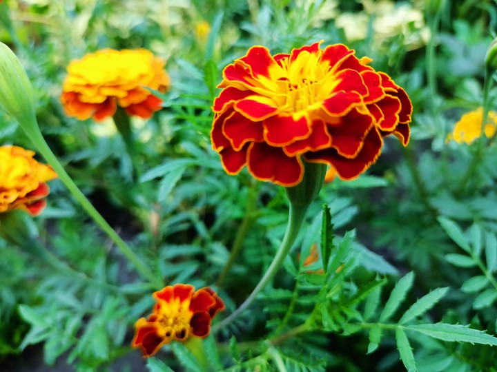 Flowers