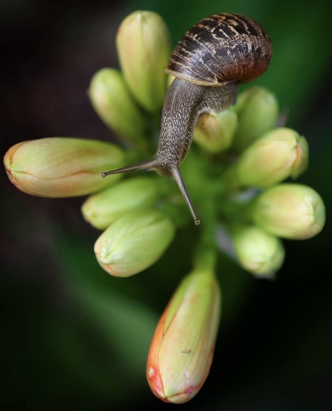 Snail, insect háttérképek