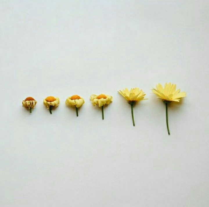 yellow flower ...