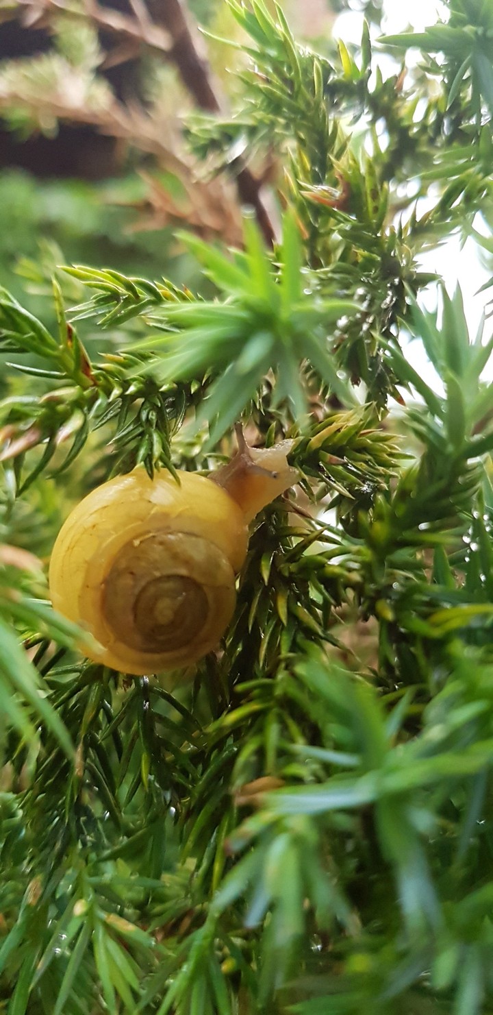 Snail