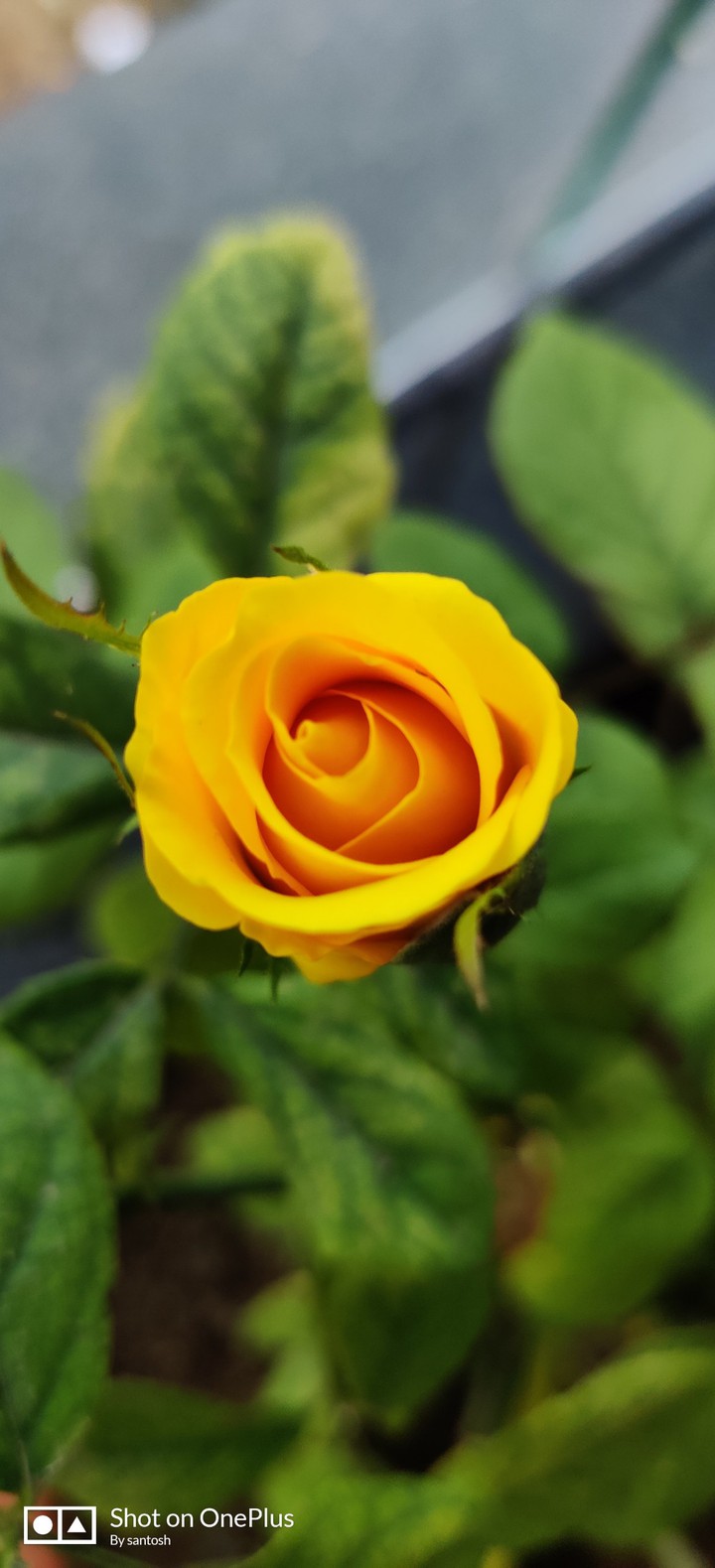 yellow rose