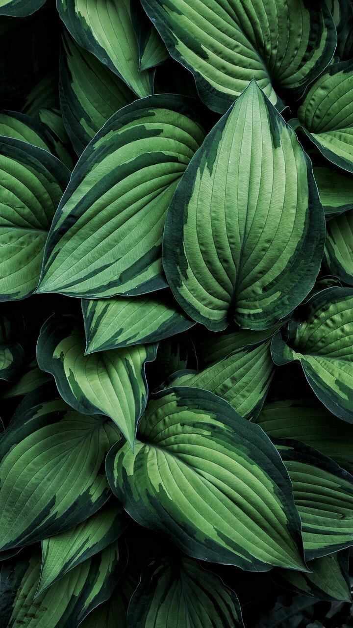 Leaf