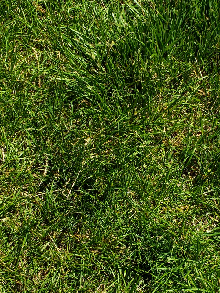 Summer Lawn