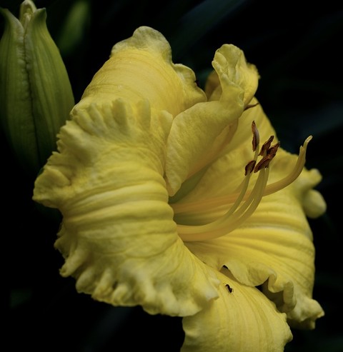 tapety closeup, flower