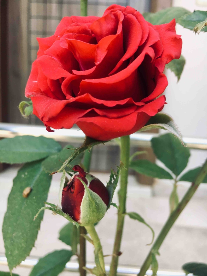 Rose