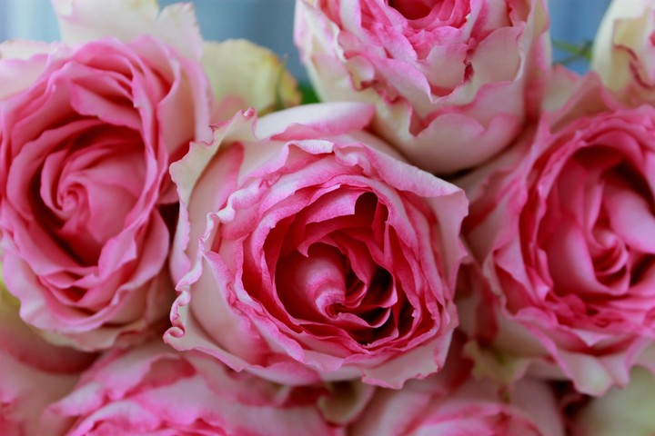 roses