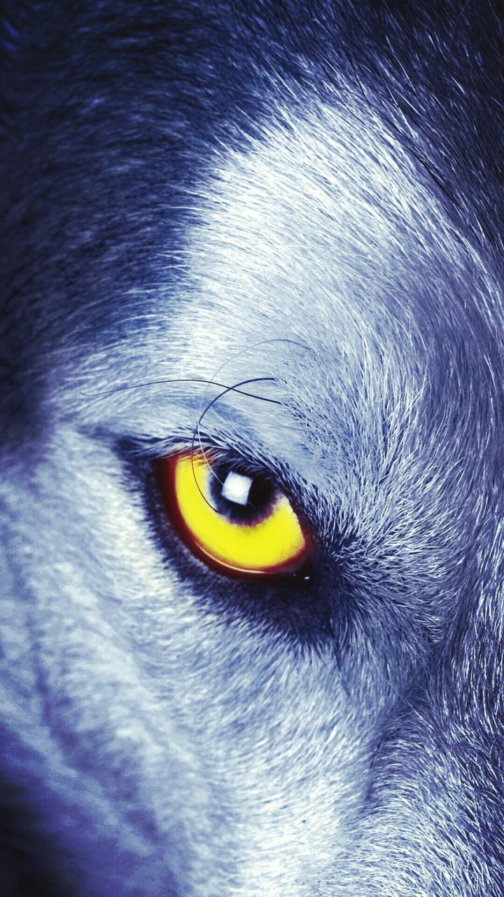 wolf eye
