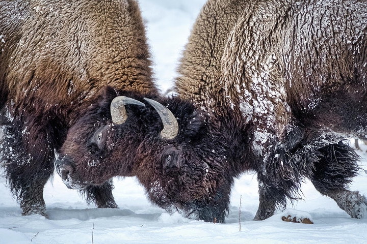 Buffalo