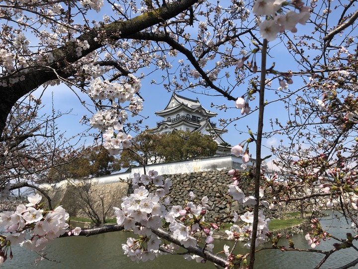 The Castle With The Cherry Blossoms