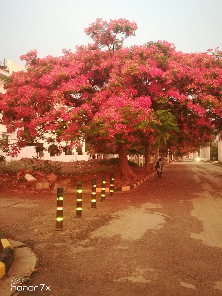 early morning pinks, when skies are grey...