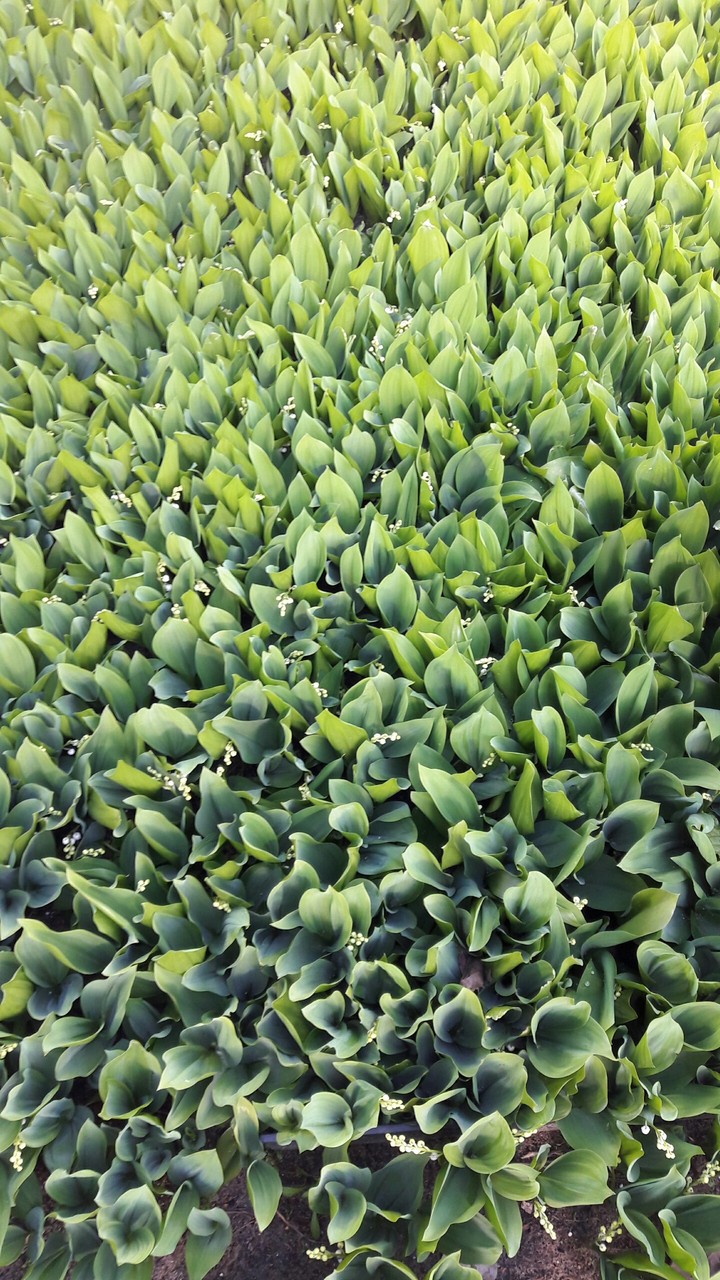 zielony