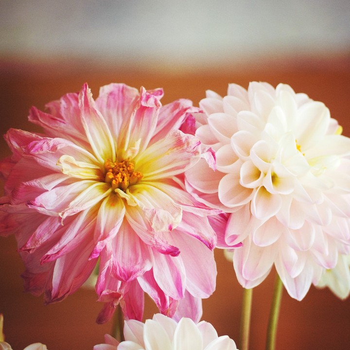 flora