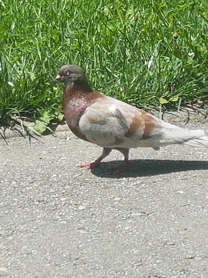 pitgeon