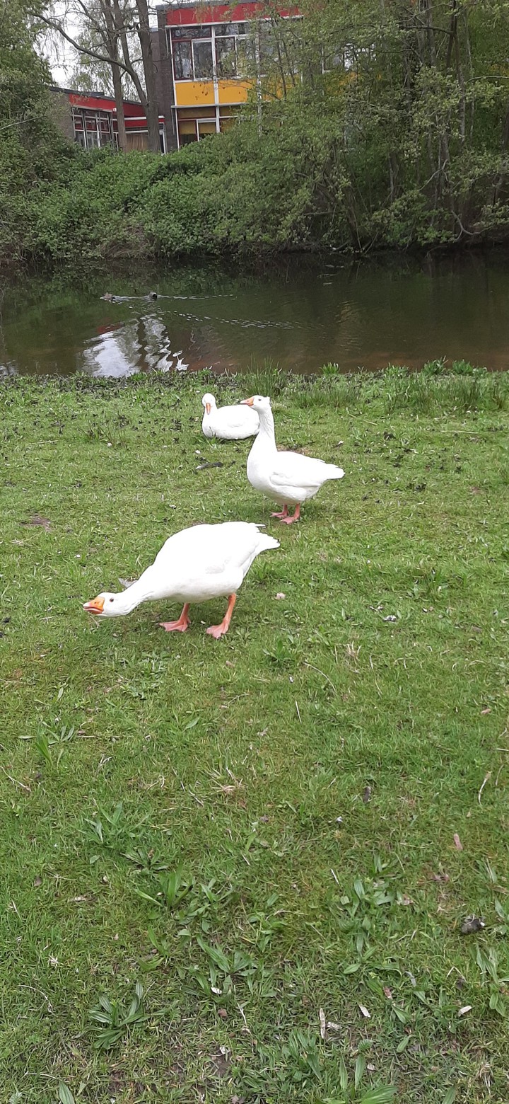 ducks