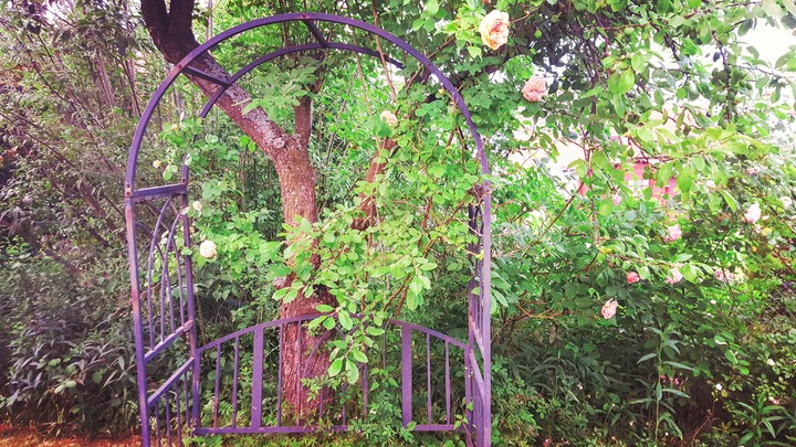 Garten...oh Garten mein...