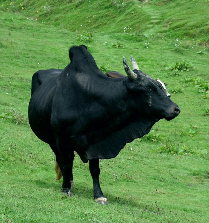 Dark black beauty .Black Bull