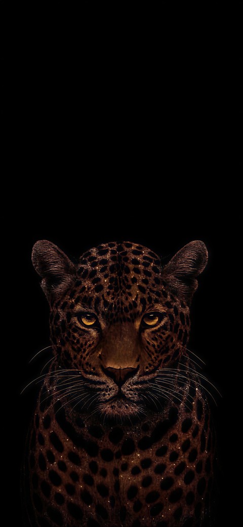 тапети Leopard, snout