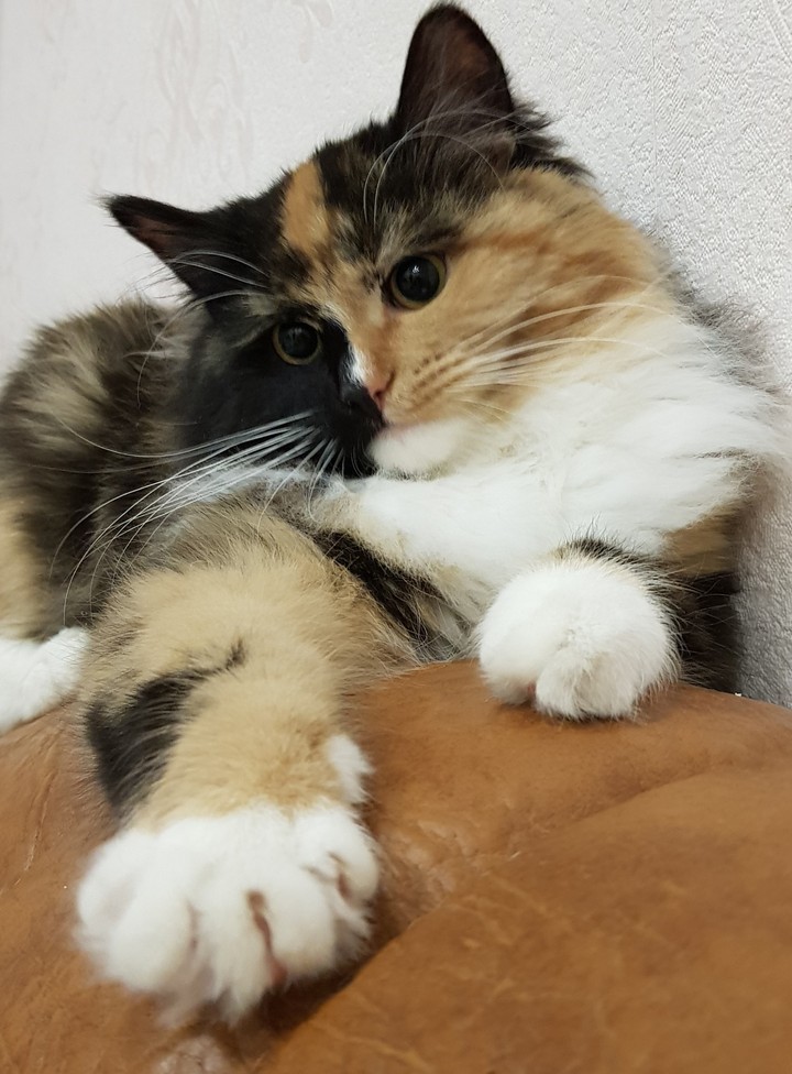 Кошка