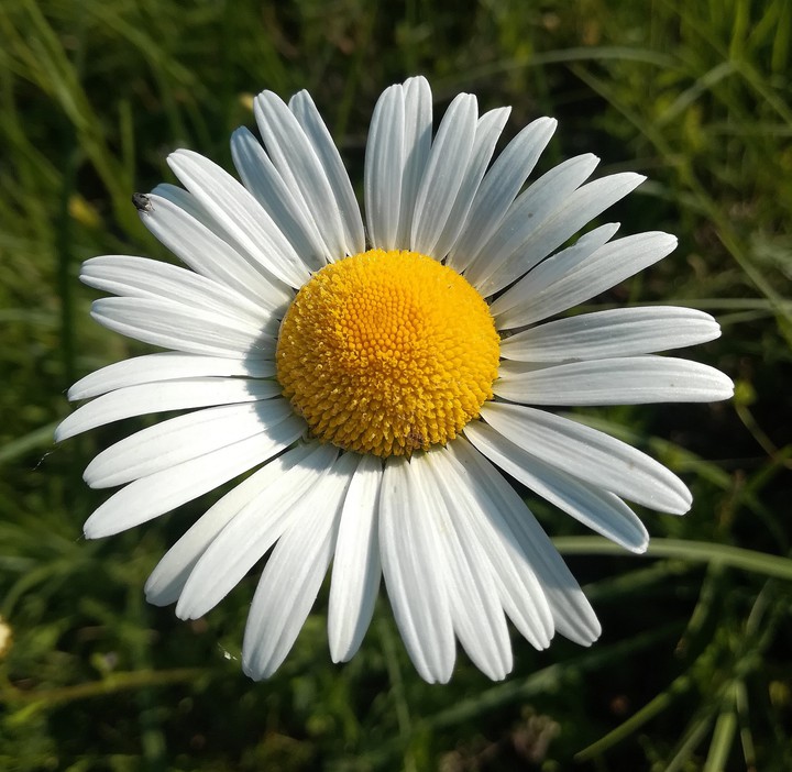 margareta