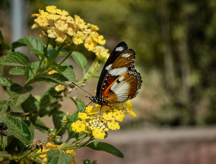 guys plz follow me for beautiful HD photographs clickd by me