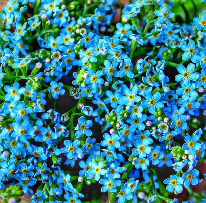 forget-me-not