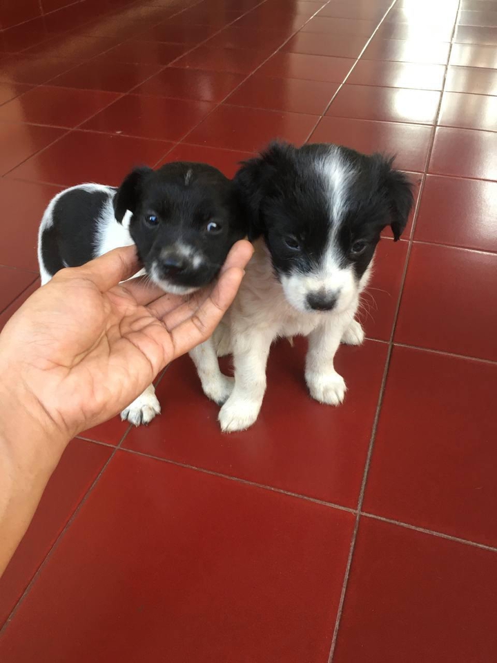 Cute puppy