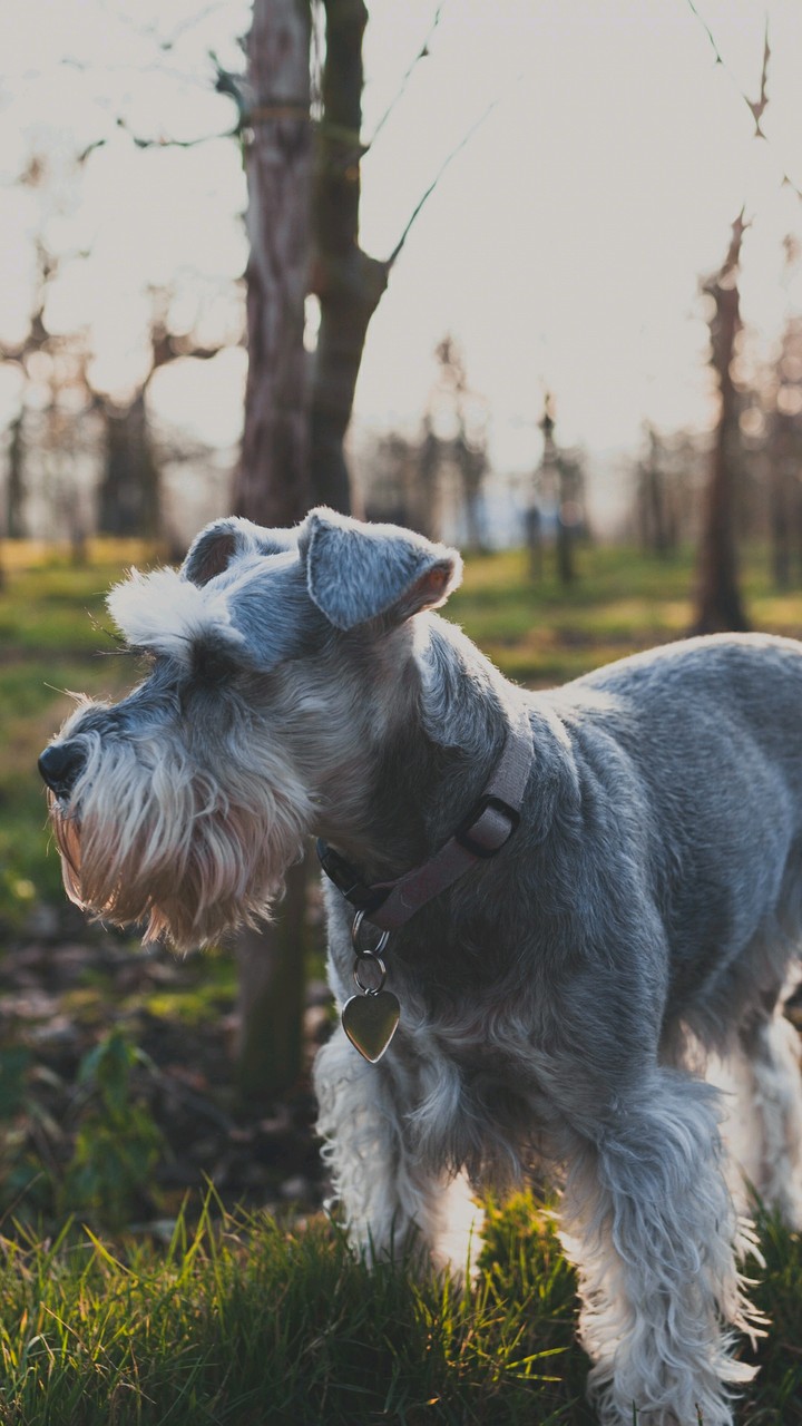 dog grass walk