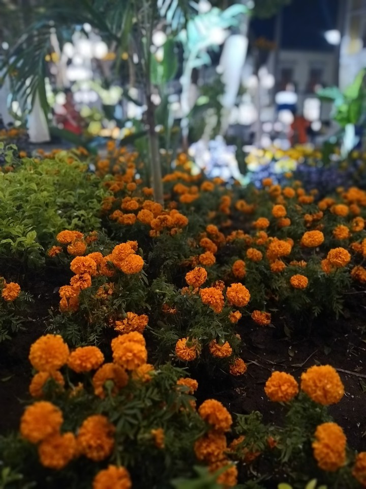 flor de sempasúchil