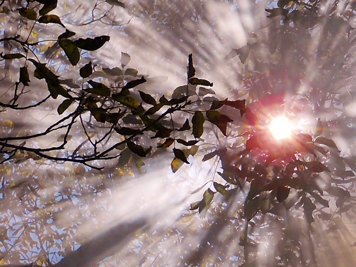 sunlight