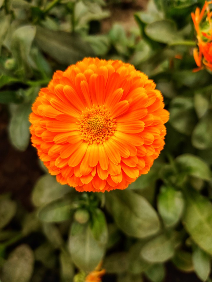 orange