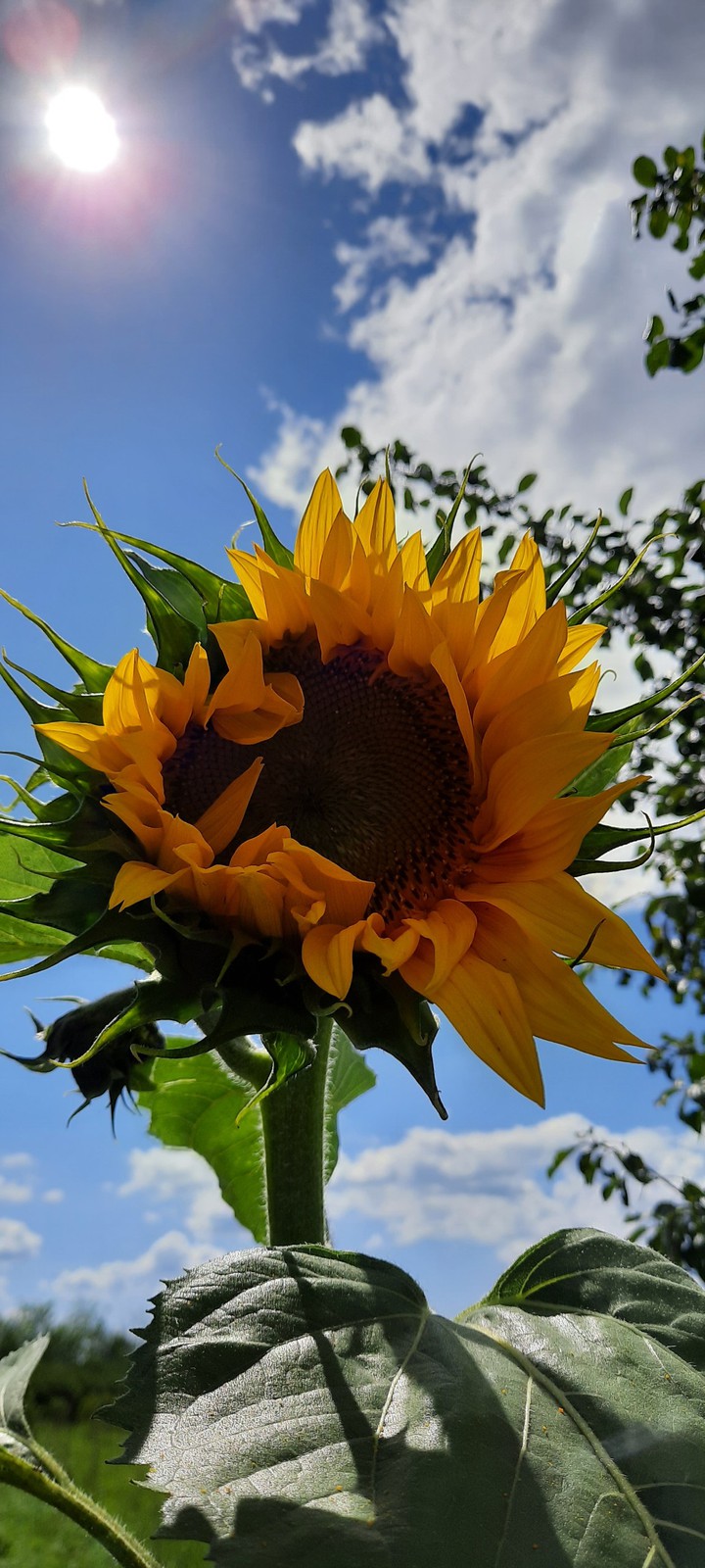 sun