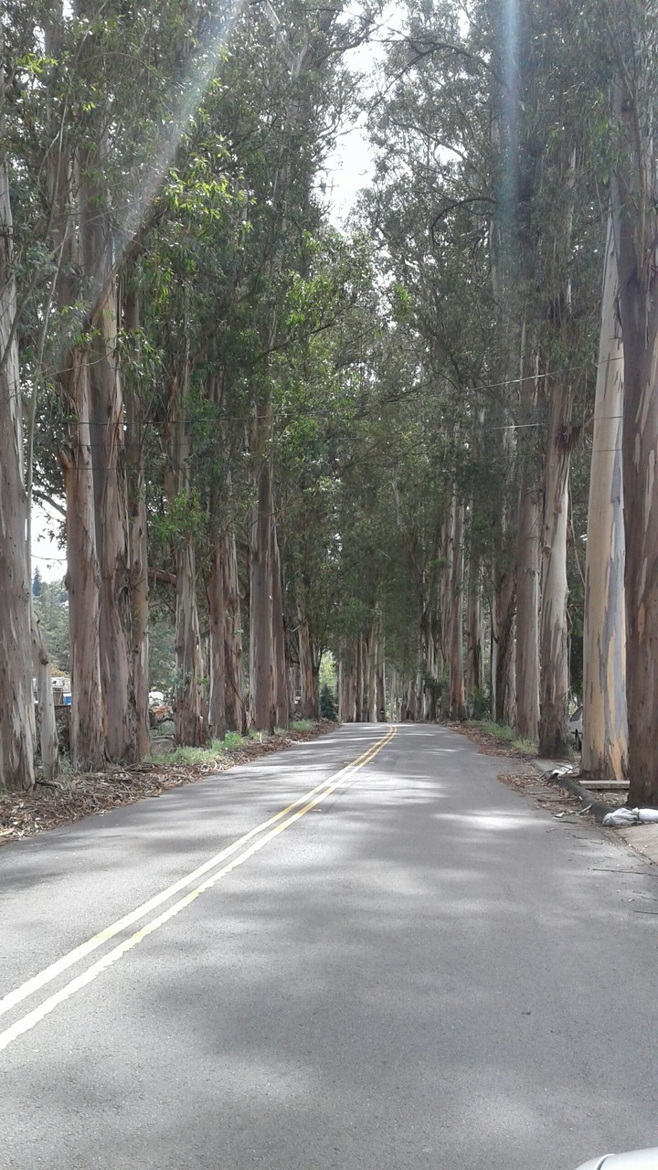 Trees